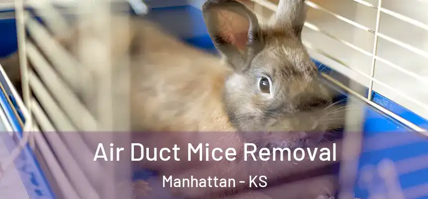 Air Duct Mice Removal Manhattan - KS